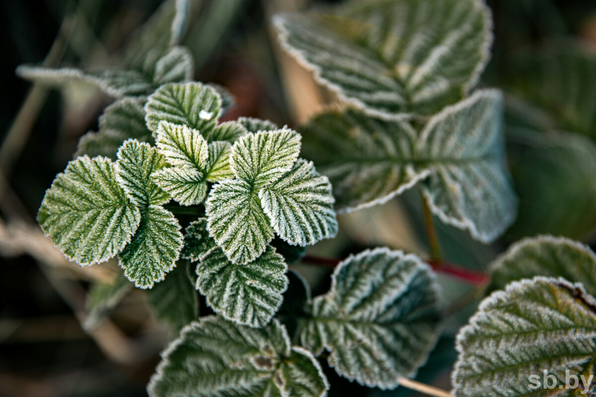 Погода 11 ноября: преимущественно без осадков и от -3°С до +8°С