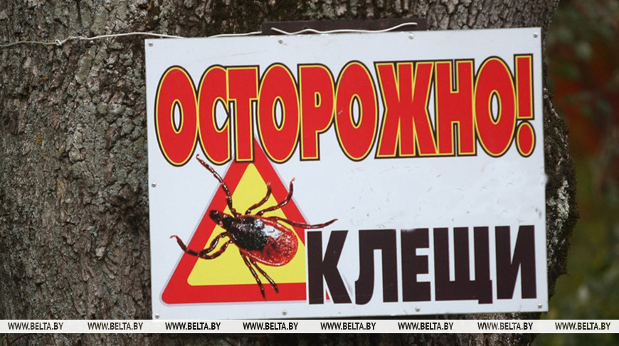 В Беларуси активизировались клещи