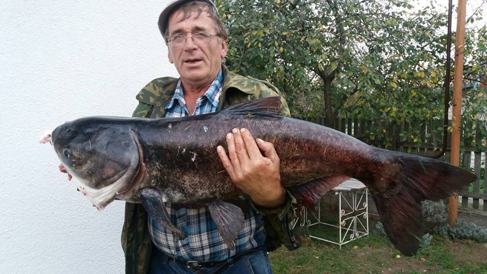 Вот это улов! 14-килаграммового толстолобика поймал житель Берестовицы Иван Аухименя