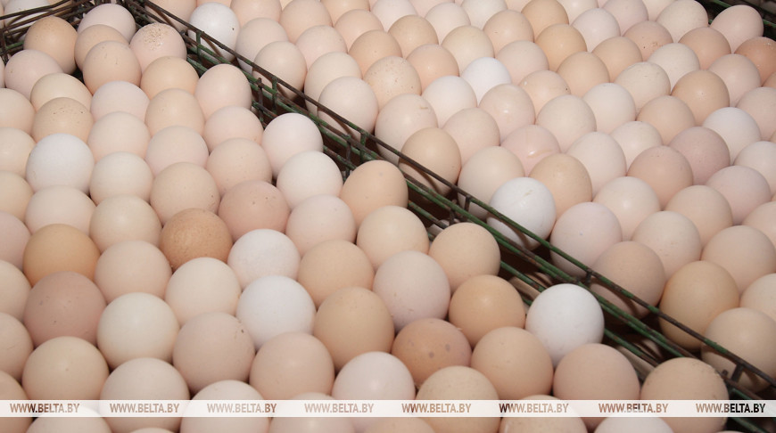 Производство сельхозпродукции в Беларуси в январе-октябре увеличилось на 3,2%