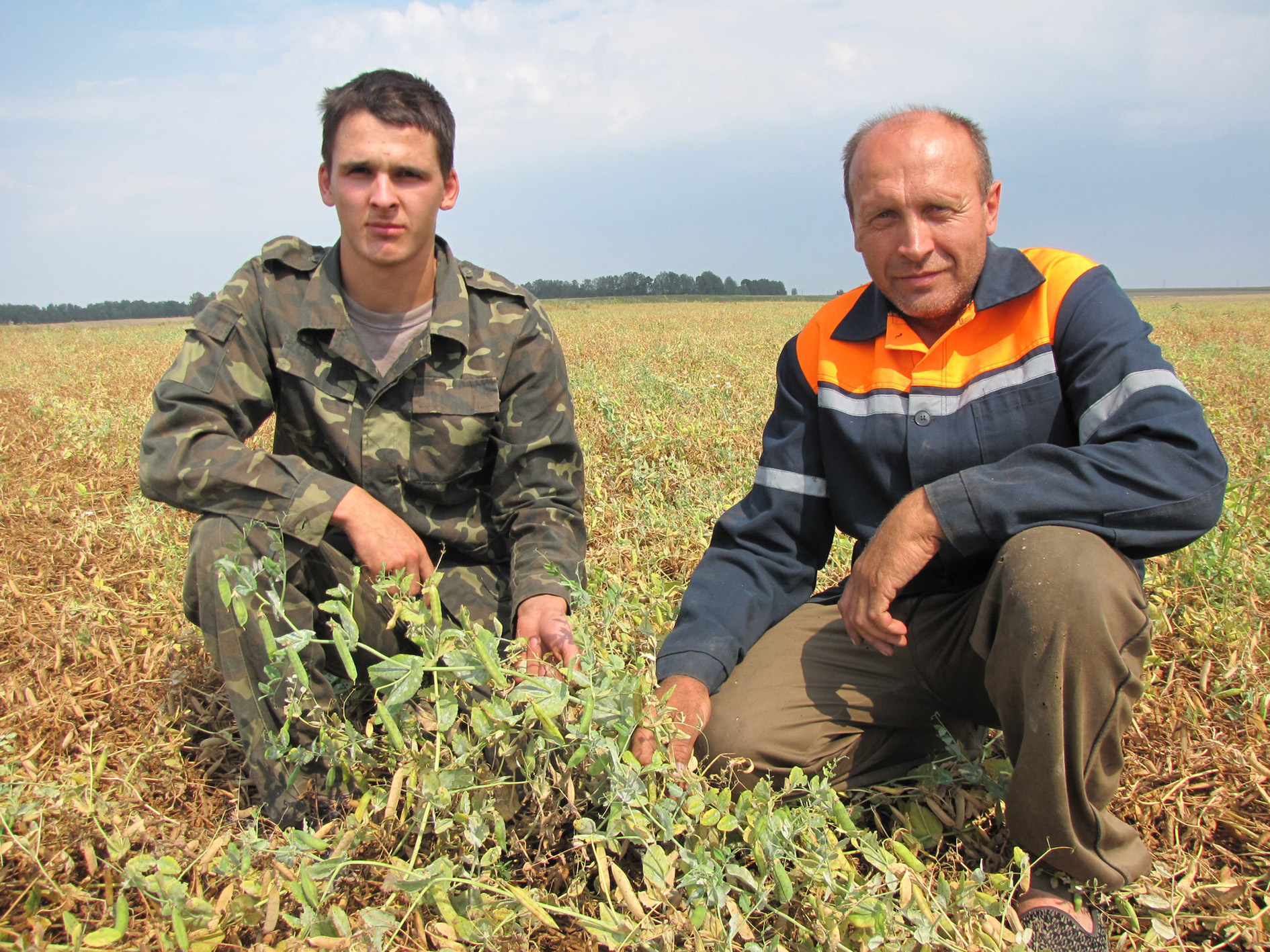 У аграфірме “Стары Дворац” ўбіралі гарох Мікалай Лазарчык і Ілля Мелянец