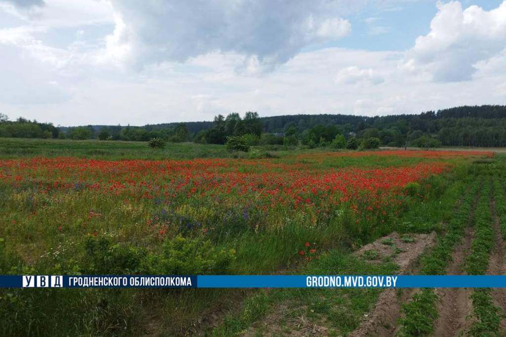 В Гродненской области уничтожено более 160 кг дикорастущего мака