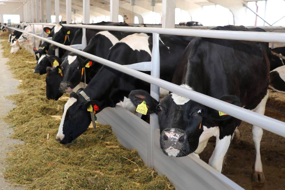 На контроле КГК - работа животноводческих объектов