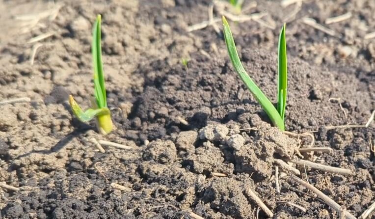 Зима бьет рекорды по теплу, но за будущий урожай переживать рано