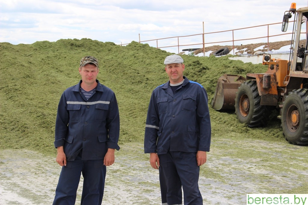 На Бераставіччыне зялёнае жніво набірае абароты