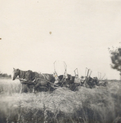 Такім было жніво ў 1957-м...