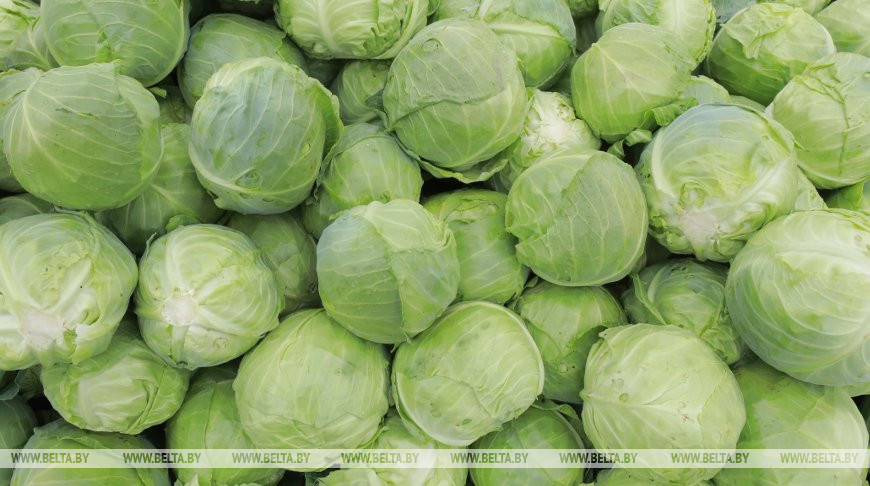 Не по-соседски. Житель Берестовицкого района украл с дачного участка более 230 кг капусты