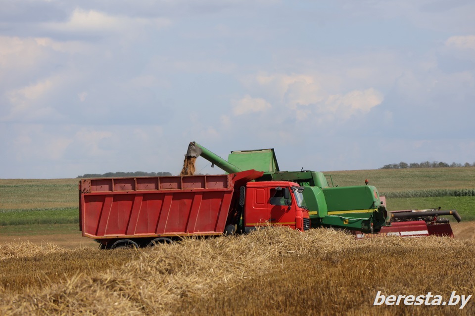 В Беларуси намолочено более 5 млн тонн зерна
