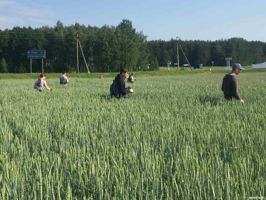 Конюховские школьники трудятся на базе КСУП «Воронецкий»
