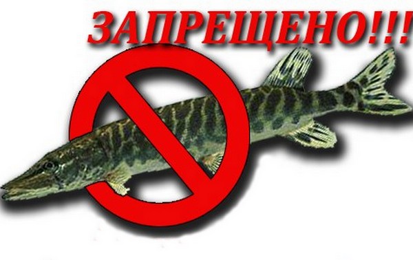 Вводится запрет на ловлю  щуки