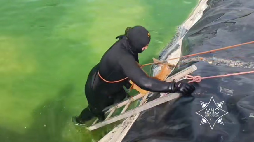 В Гродно косуля не смогла выбраться из технического водоема: ей помогли спасатели