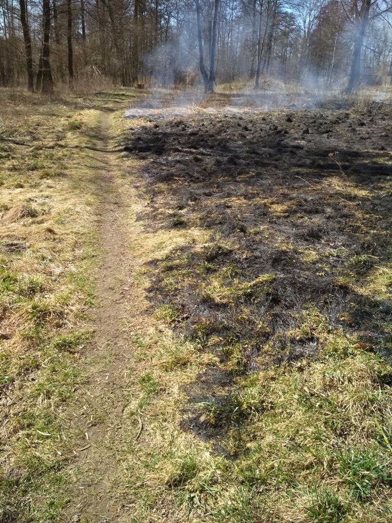 Палы травы: спасатели бьют тревогу