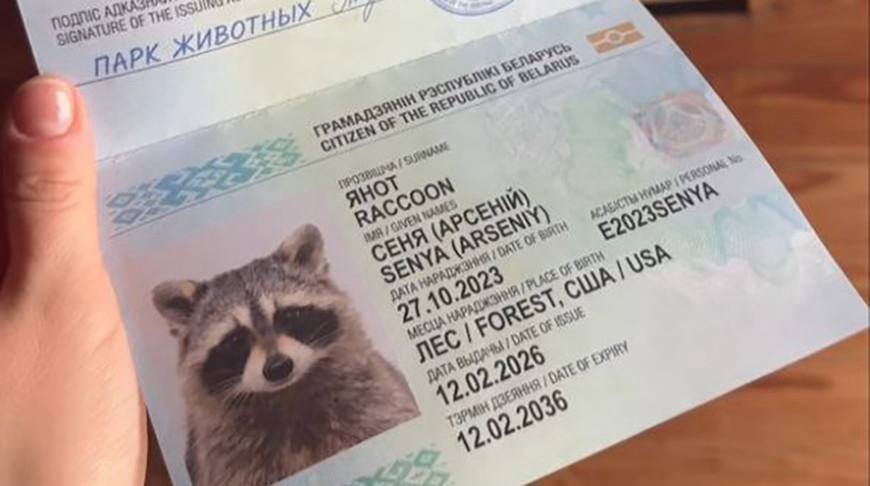Еноту Сене вручили белорусский паспорт