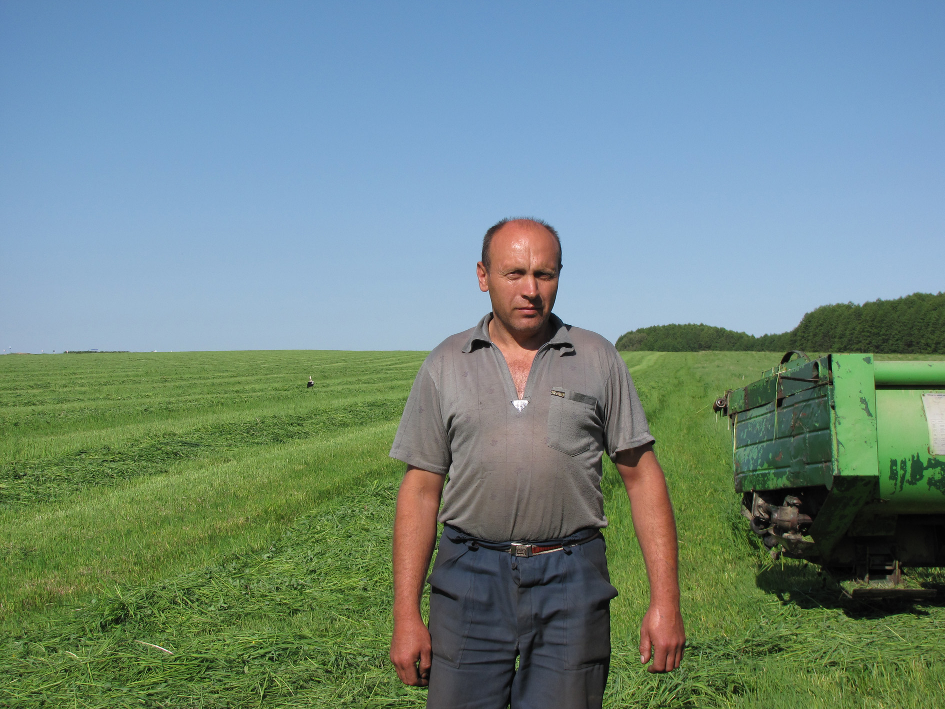 Нарыхтоўка кармоў у аграфірме "Стары Дворац"