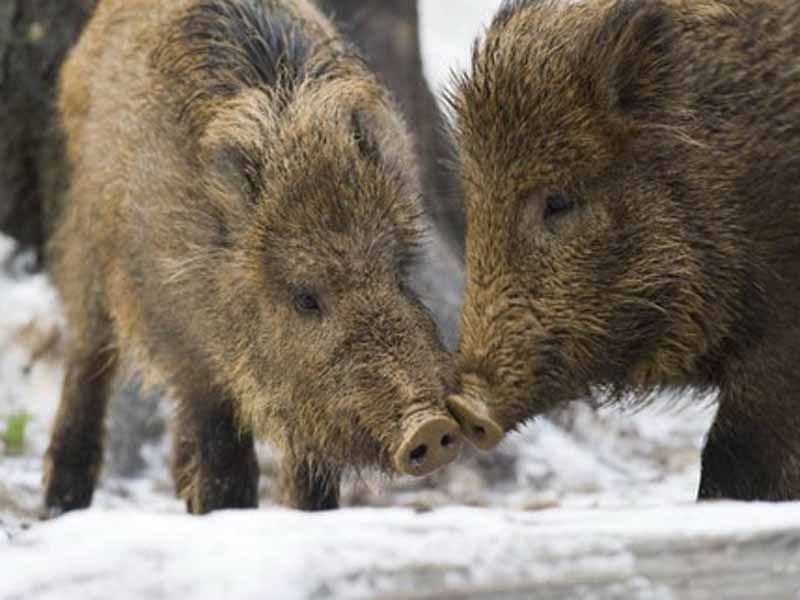 В Берестовицком районе незаконно охотились на кабанов