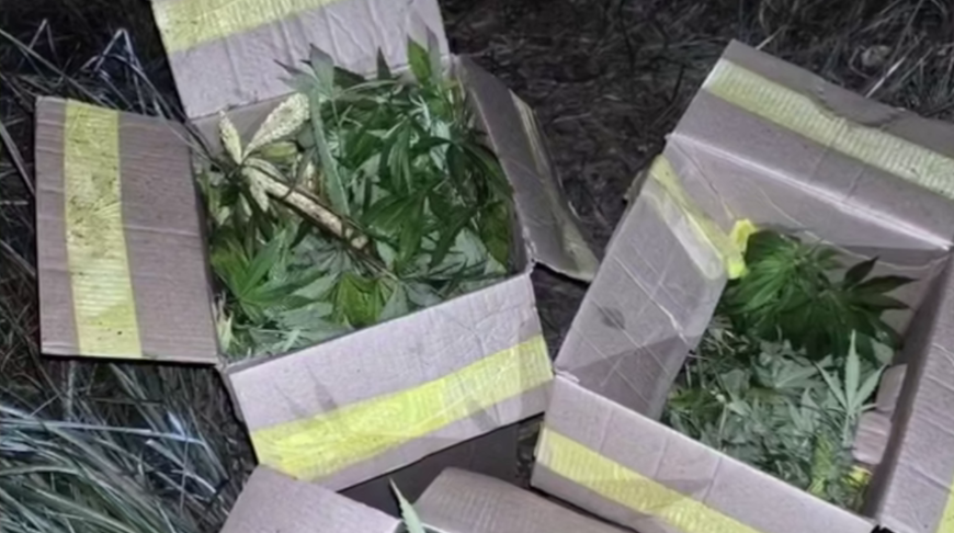 Ферму по выращиванию конопли ликвидировали в Гродненском районе