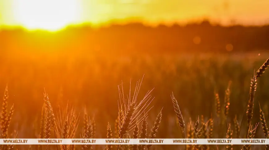 Какие опасности таит в себе жаркая погода, рассказали в МЧС 