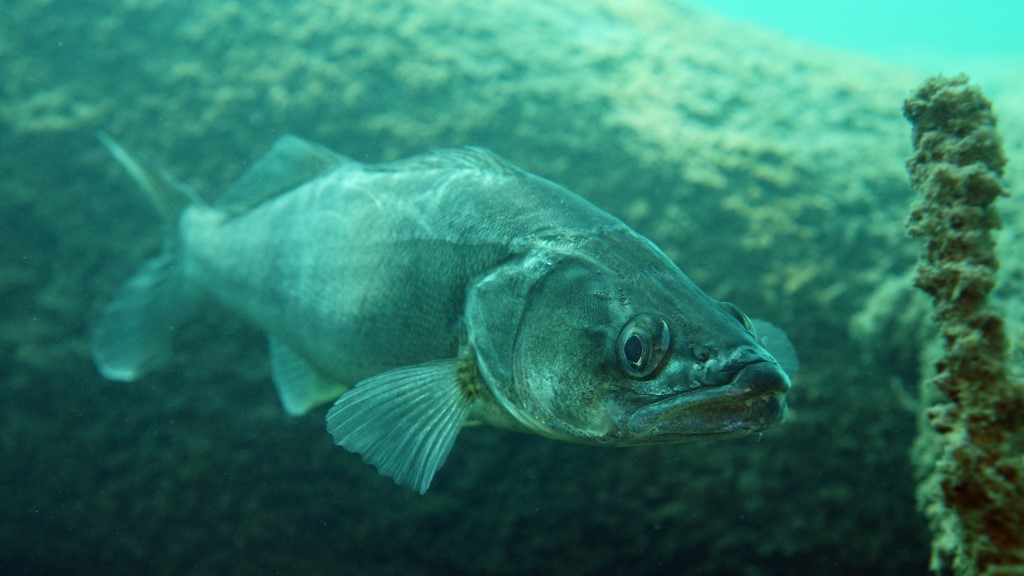 С 15 апреля запрещается лов судака