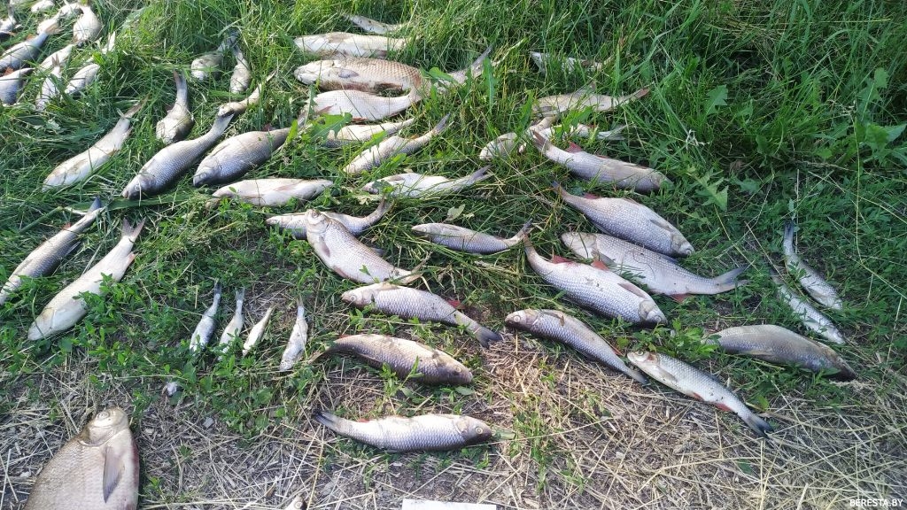 В Берестовицком районе зафиксирована гибель рыбы