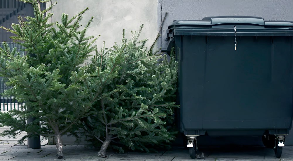 Праздники позади. Что делать с елкой?