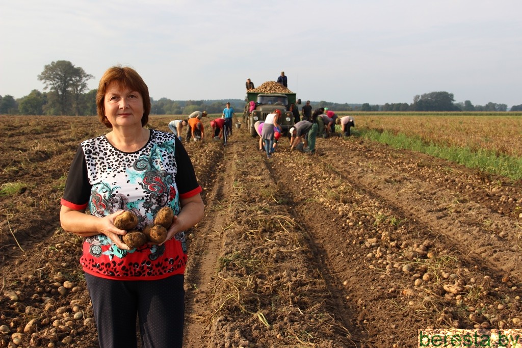 У КСУП “Малабераставіцкі элітгас”  убіраюць бульбу