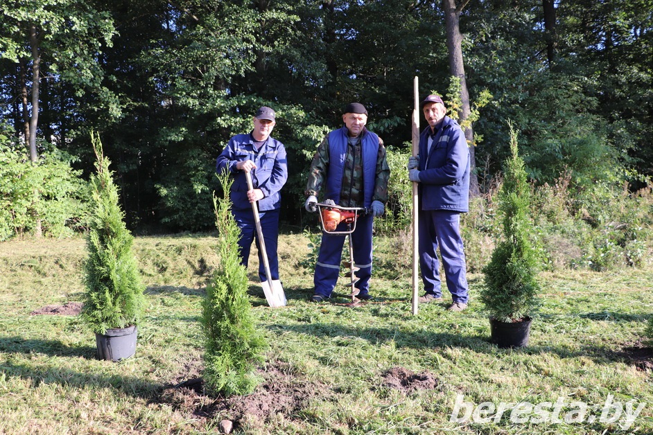 В Большой Берестовице высадят туйки и кустарники вейгелы