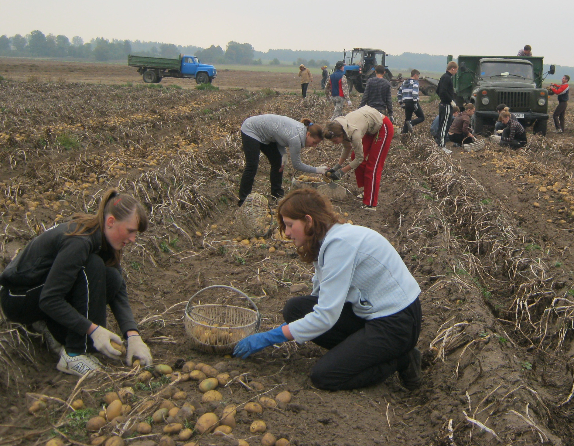 На палях Бераставіцкага раёна спаборнічаюць вучнёўскія брыгады