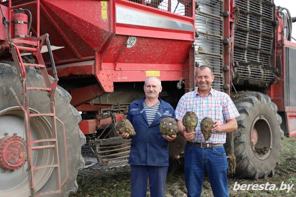 <strong>На Берестовитчине в самом разгаре уборка сахарной свеклы</strong>