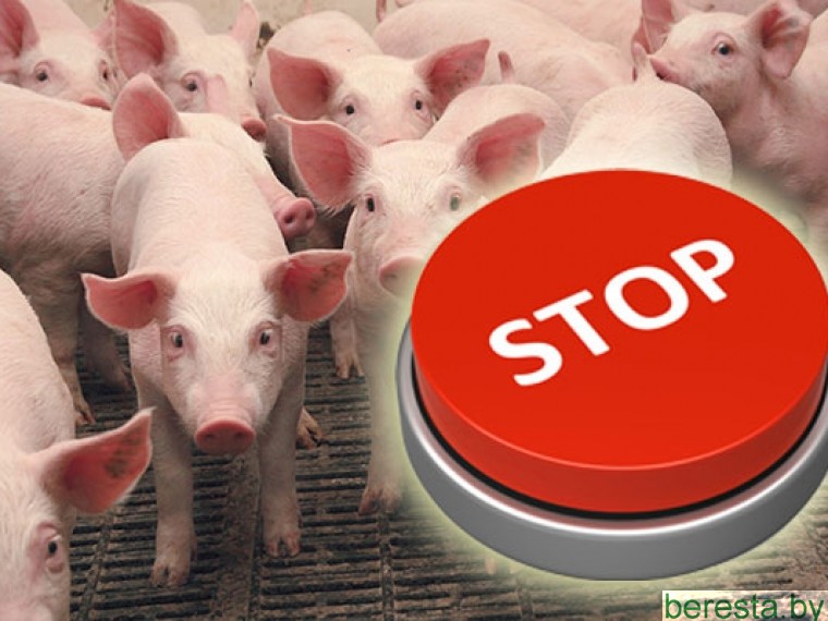 О ПЕРЕМЕЩЕНИИ СВИНОВОДЧЕСКОЙ  ПРОДУКЦИИ И ЖИВЫХ СВИНЕЙ