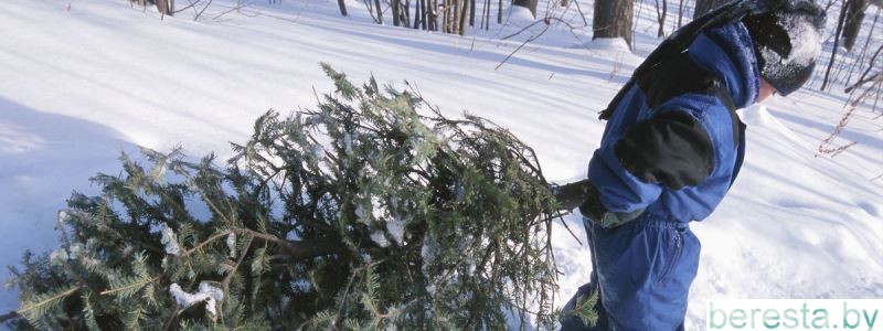 Во сколько обойдется незаконно срубленная новогодняя ель?