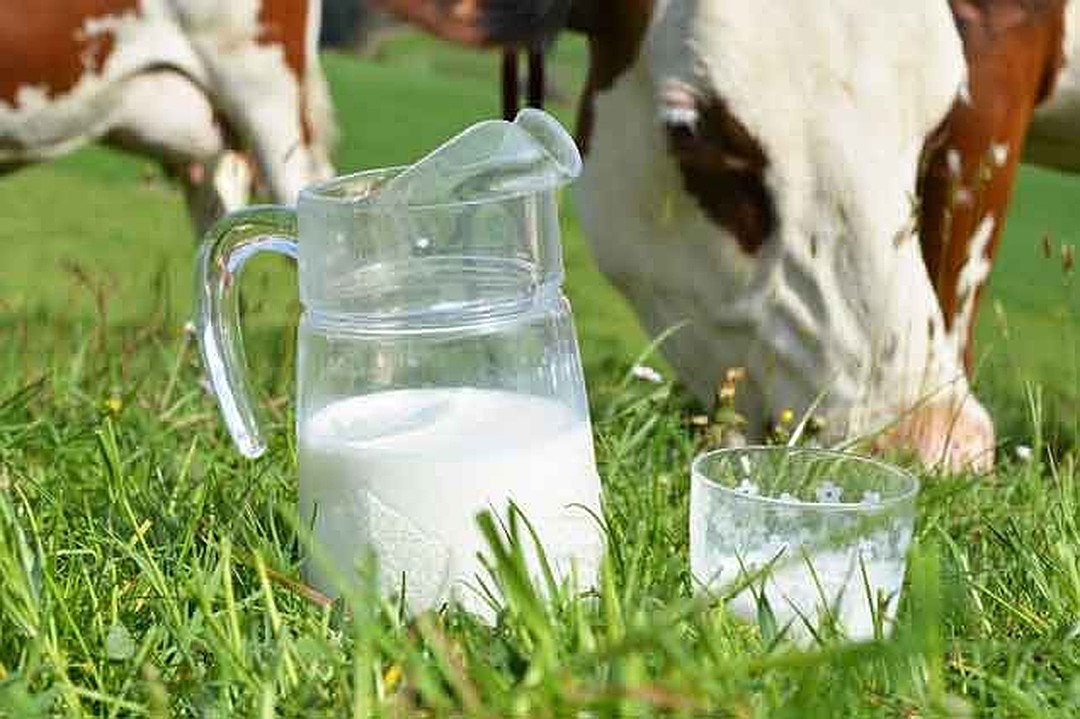 Производство  молочной продукции на Берестовитчине увеличивается