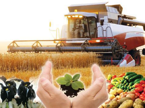 О производстве и реализации продукции животноводства сельскохозяйственными  организациями Берестовицкого района в январе-июне 2017 г.