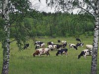 Как используются пастбищные угодья?