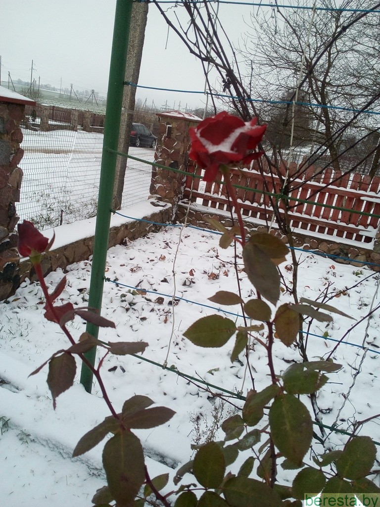 Чудеса под Новый год. У жительницы Берестовицы цветут розы