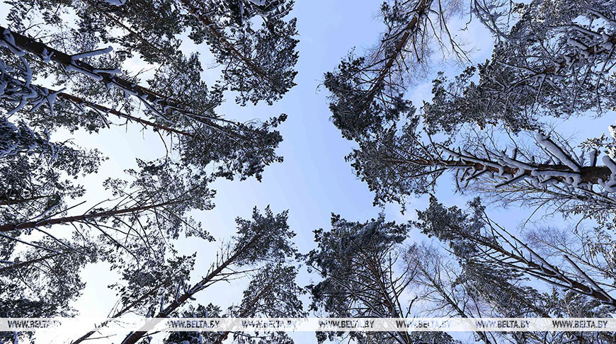 Запреты и ограничения на посещение лесов действуют в 16 районах Беларуси