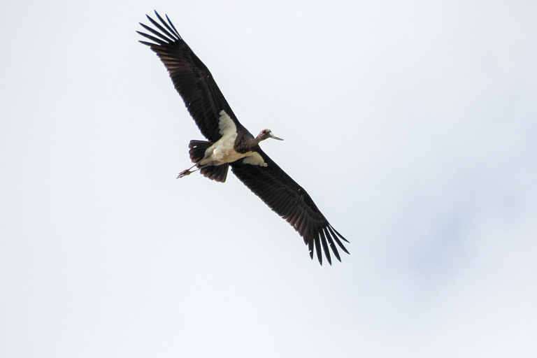 Черный аист – птица года Беларуси