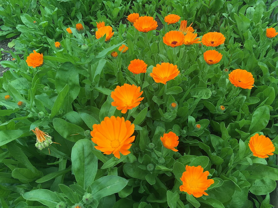 Calendula_officinalis_pot_marigold.JPG