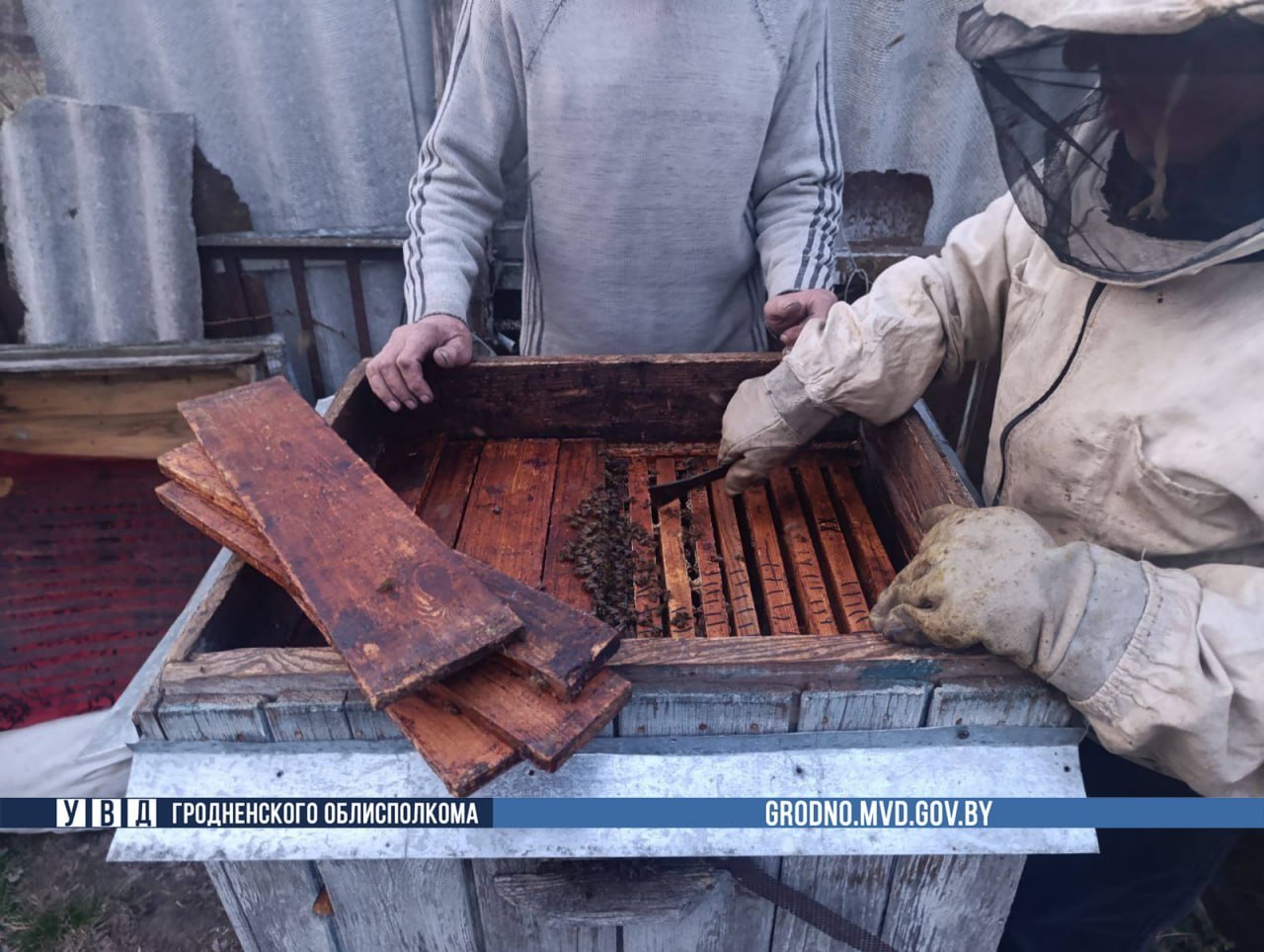 Пенсионер из Мостовского района похитил около 100 тысяч пчел у пчеловода из соседней деревни