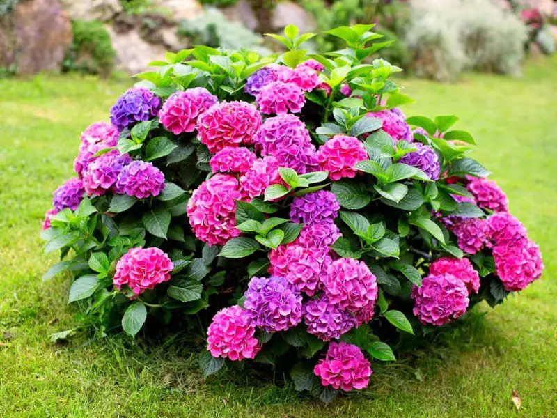 osobennosti-uhoda-za-gortenziej(1)-800x600.jpg