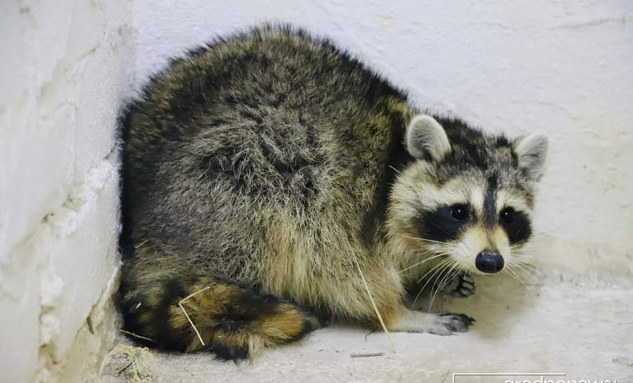 Сеня - это девочка! Прибывший из США в Беларусь енот преподнес сюрприз специалистам