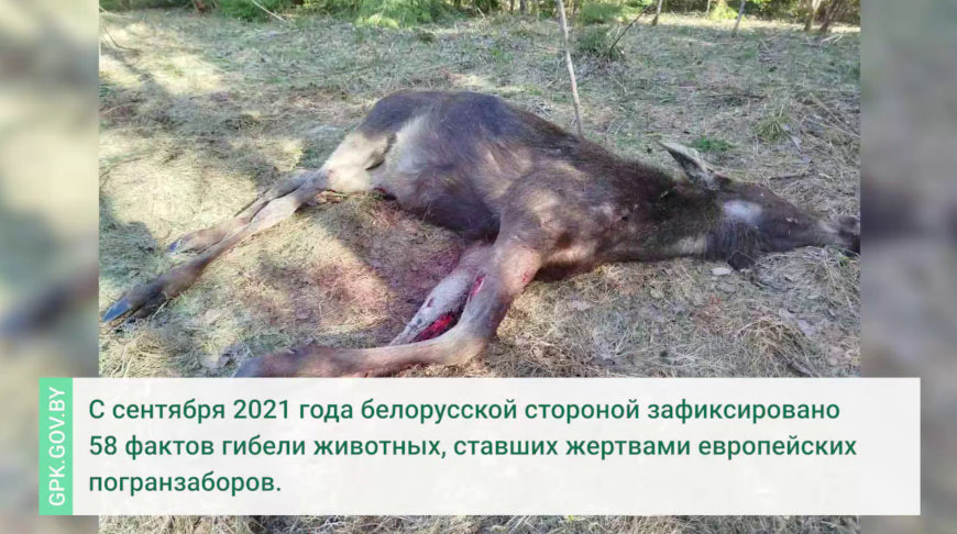 ГПК: в Ошмянском районе на границе с Литвой обнаружен погибший лось