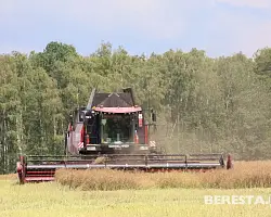 На Берестовитчине стартовала уборка озимого рапса