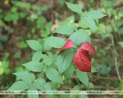Посещение лесов ограничено на большей части территории Беларуси