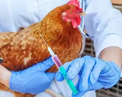 В Берестовицком районе будет проводиться ревакцинация птиц от болезни Ньюкасла