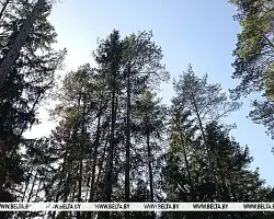 Запрет на посещение лесов сохраняется в 25 районах Беларуси
