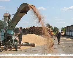 В Беларуси намолотили 3 млн тонн зерна