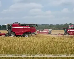 В Беларуси намолотили 6,6 млн тонн зерна