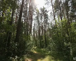 Яркая одежда, заряженный телефон, геолокация. МВД — о том, как ходить в лес безопасно