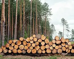 Дрова — онлайн: в Гродненской области тестируют заказ через интернет