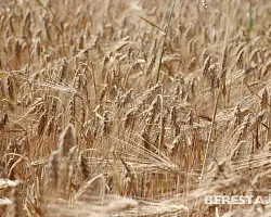 В Беларуси намолочено 9 млн 141 тысяч тонн зерна с учетом рапса